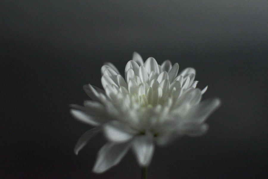 Close up of a white chrysanthemum