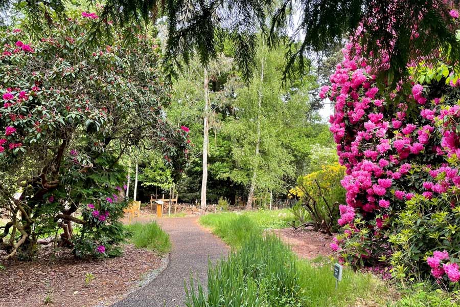 gravel path heading in to the distance between tall trees and shrubs